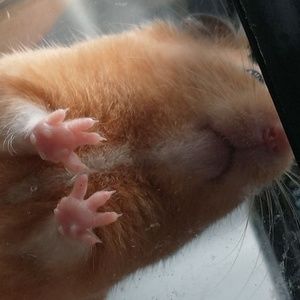 Meet your Posher, Zay